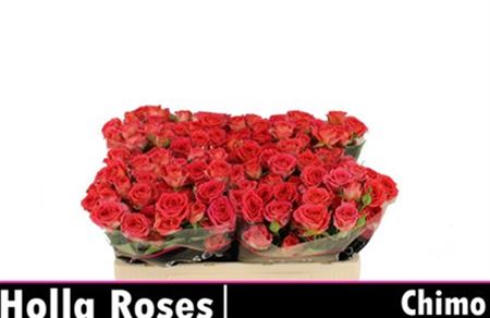 Spray Rose Chimo