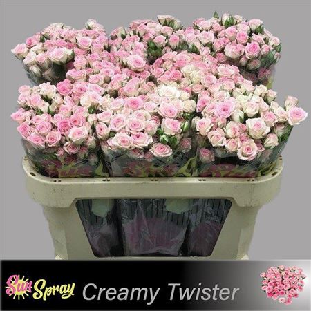 Spray Rose - Rosa - Creamy Twister
