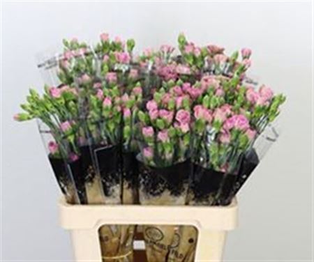 Spray Carnation - Dianthus - Mocca Sweet