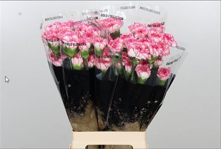 Standard Carnation - Dianthus - Komachi
