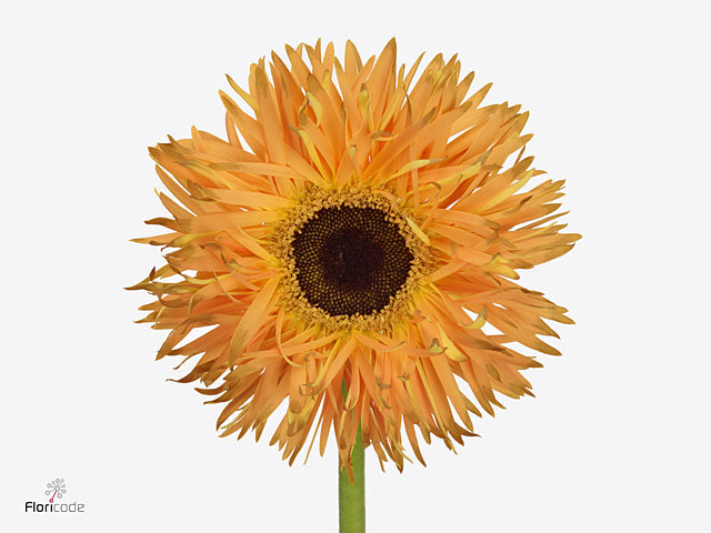 Gerbera Spider Bambu