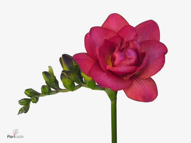 Freesia Expression