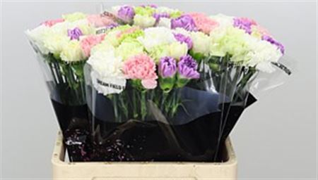 Carnation Standard Mix Pastel