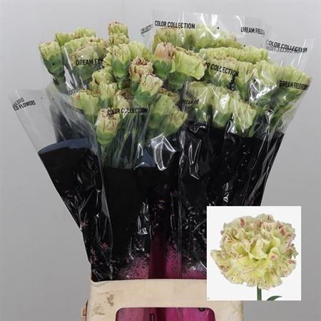 Standard Carnation - Dianthus - Wine Cover