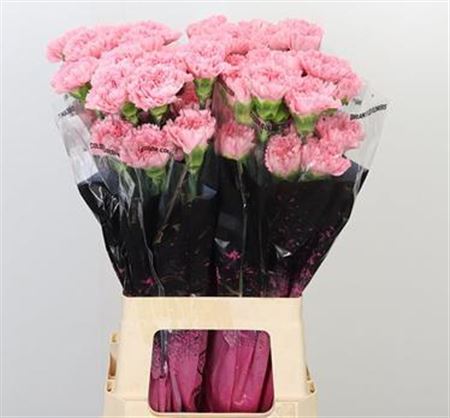 Carnation - Dianthus - Betsy