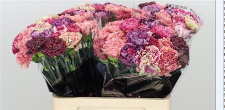 Carnation - Dianthus - Vintage Mix