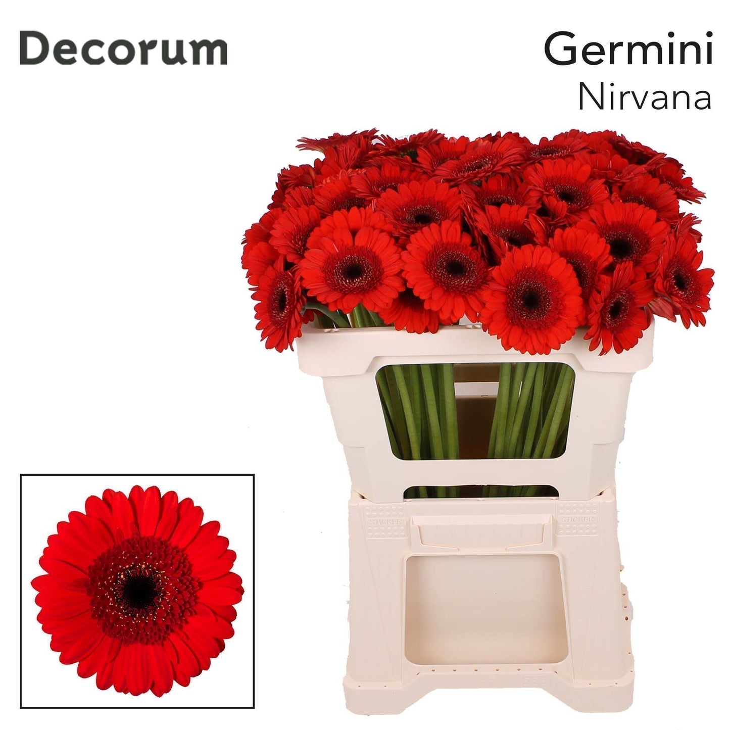 Germini Nirvana