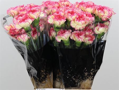 Standard Carnation - Dianthus - Spritz