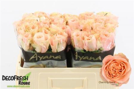 Rose - Charming Reeva