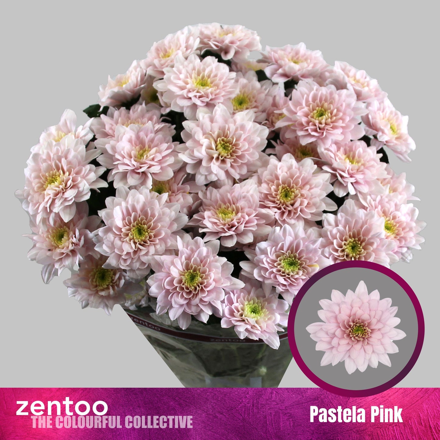 Spray Chrysanthemum - Chrysanthemum - Pastela Pink