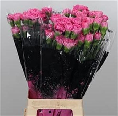 Carnation - Dianthus - Tonic Golem