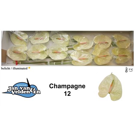 Anthurium Champagne