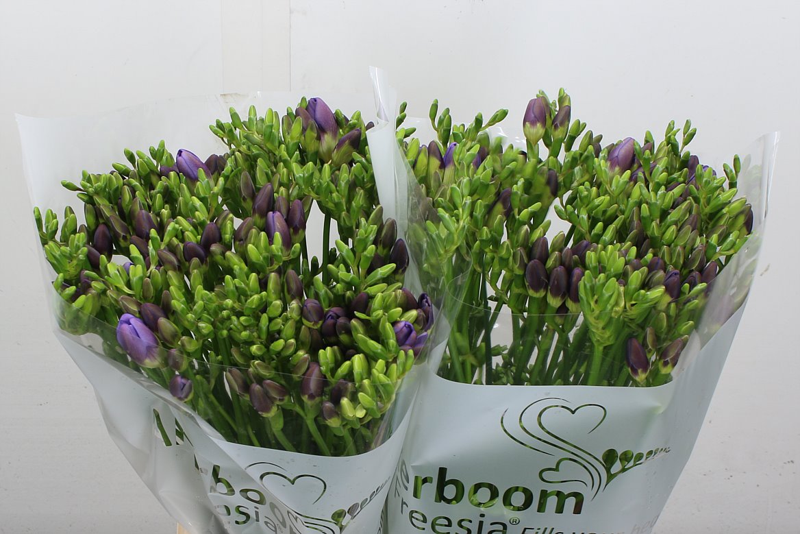 Freesia Indigo Beach