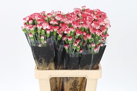 Spray Carnation - Dianthus - Minuetto