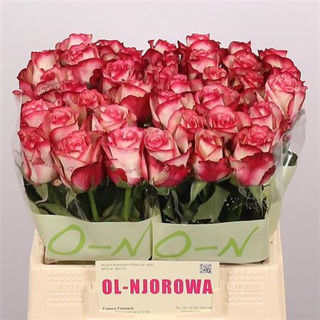 Rose - Rosa - Paloma