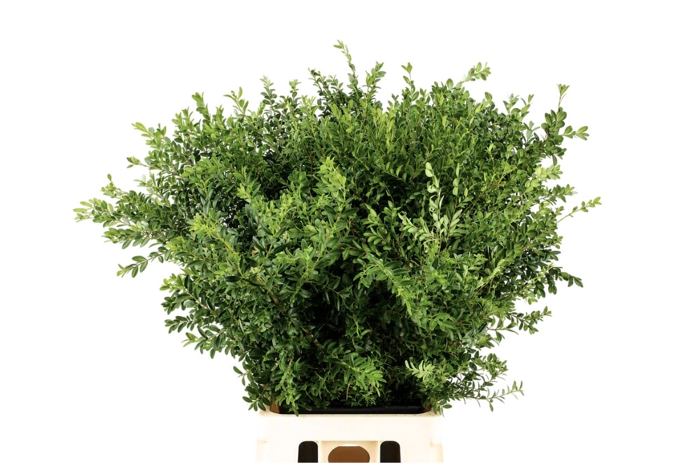 Buxus Foliage - 60cm Bunch