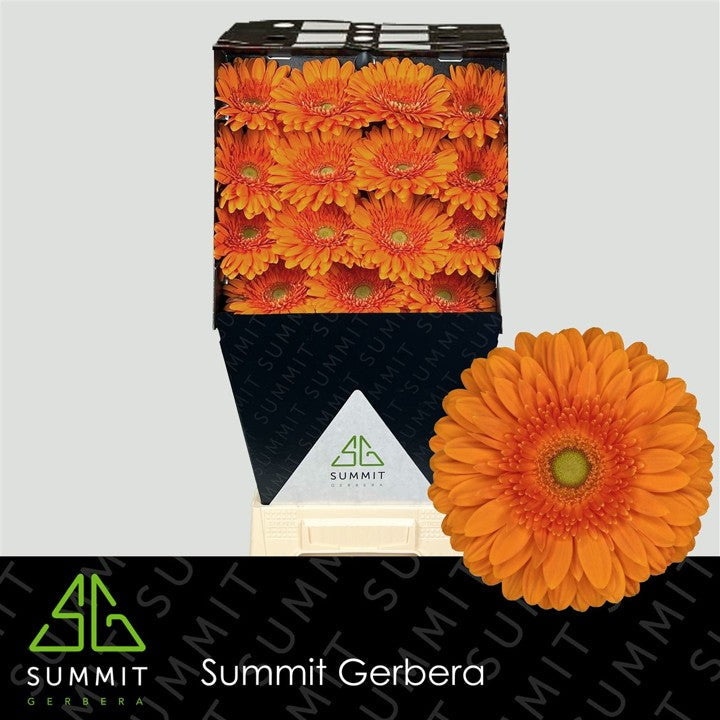 Gerbera - Gerbera - Eureka
