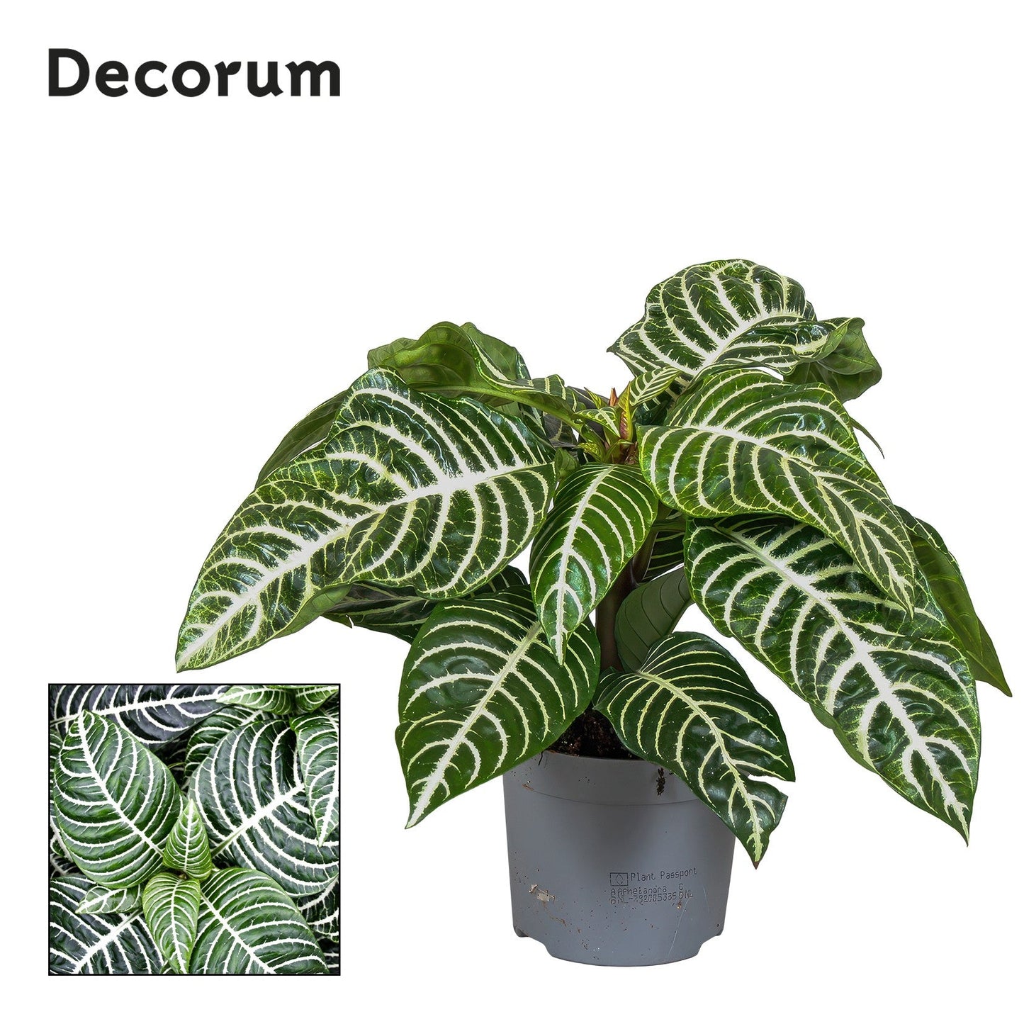 Aphelandra Squarrosa Green