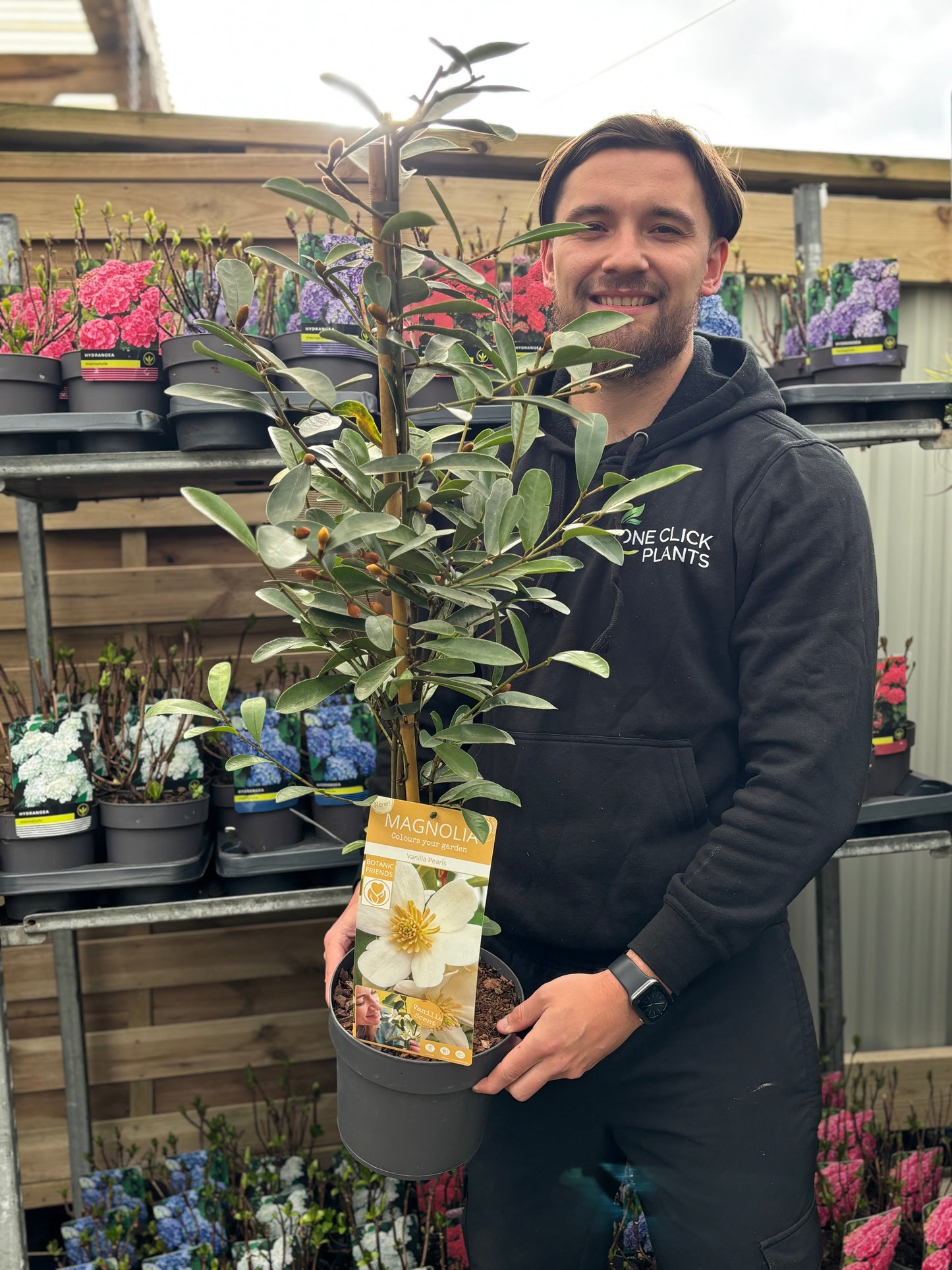 Evergreen Magnolia | Fairy Magnolia laevifolia €˜Vanilla Pearls€™ | 90-100cm