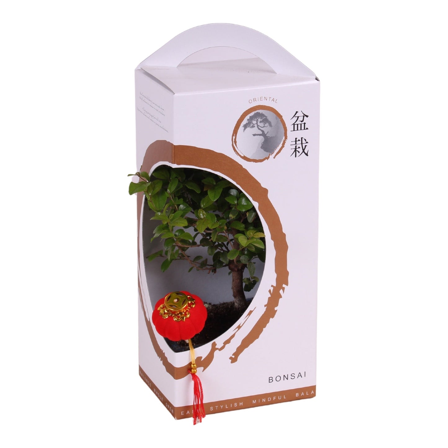 Bonsai (Indoor) Gemengd Keramiek + Giftbox
