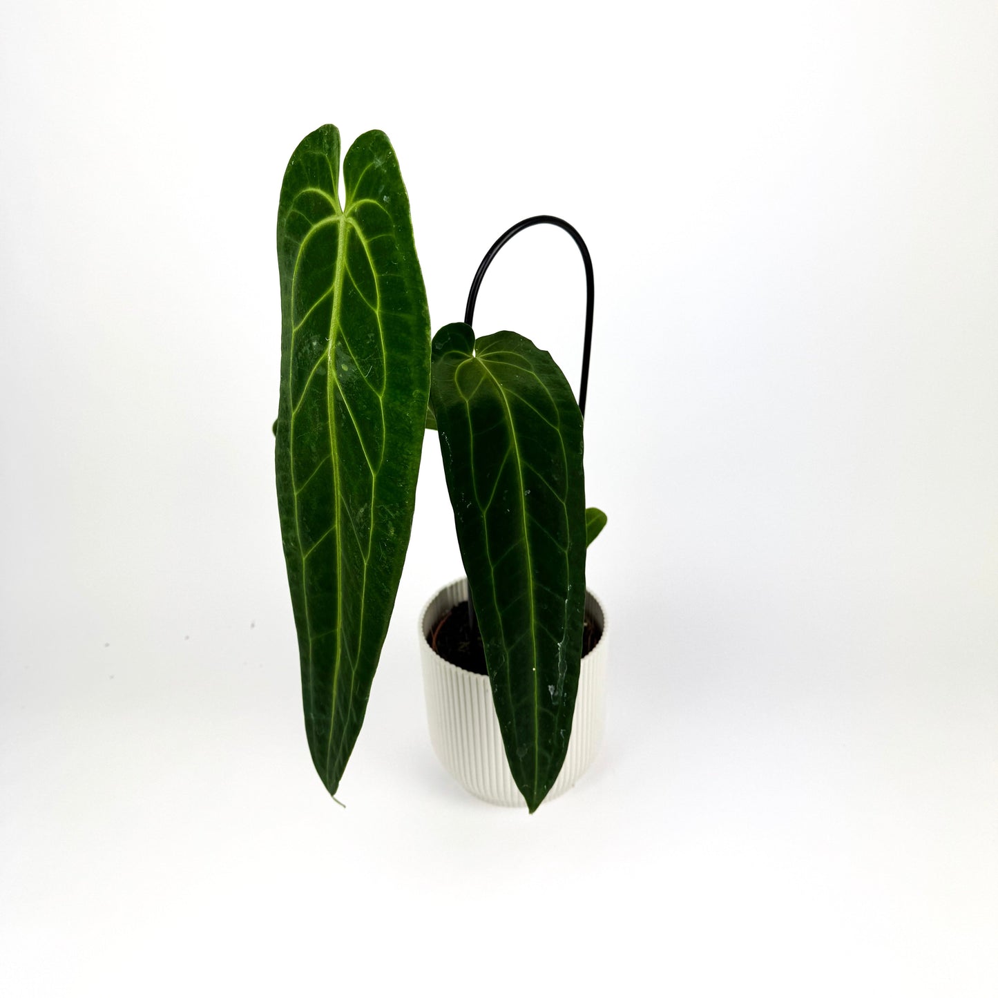Anthurium Warocqueanum 12cm Potsize Houseplant