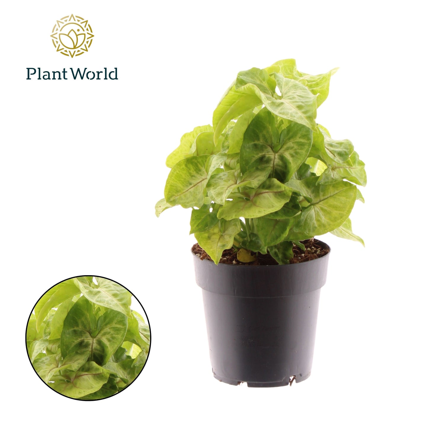 Syngonium Golden Feel Green