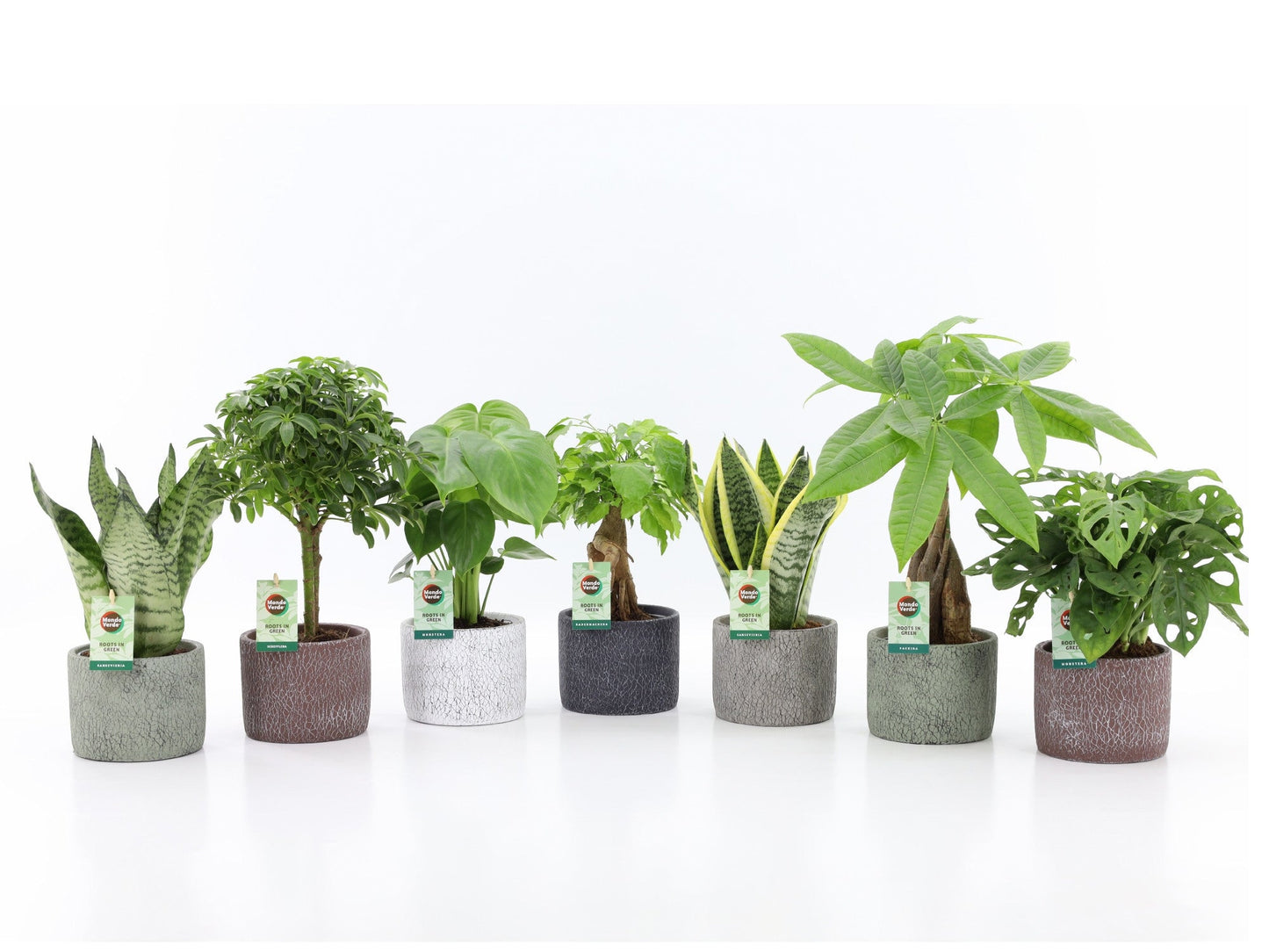 Ov Kamerplanten Gemengd Keramiek Classic Stone