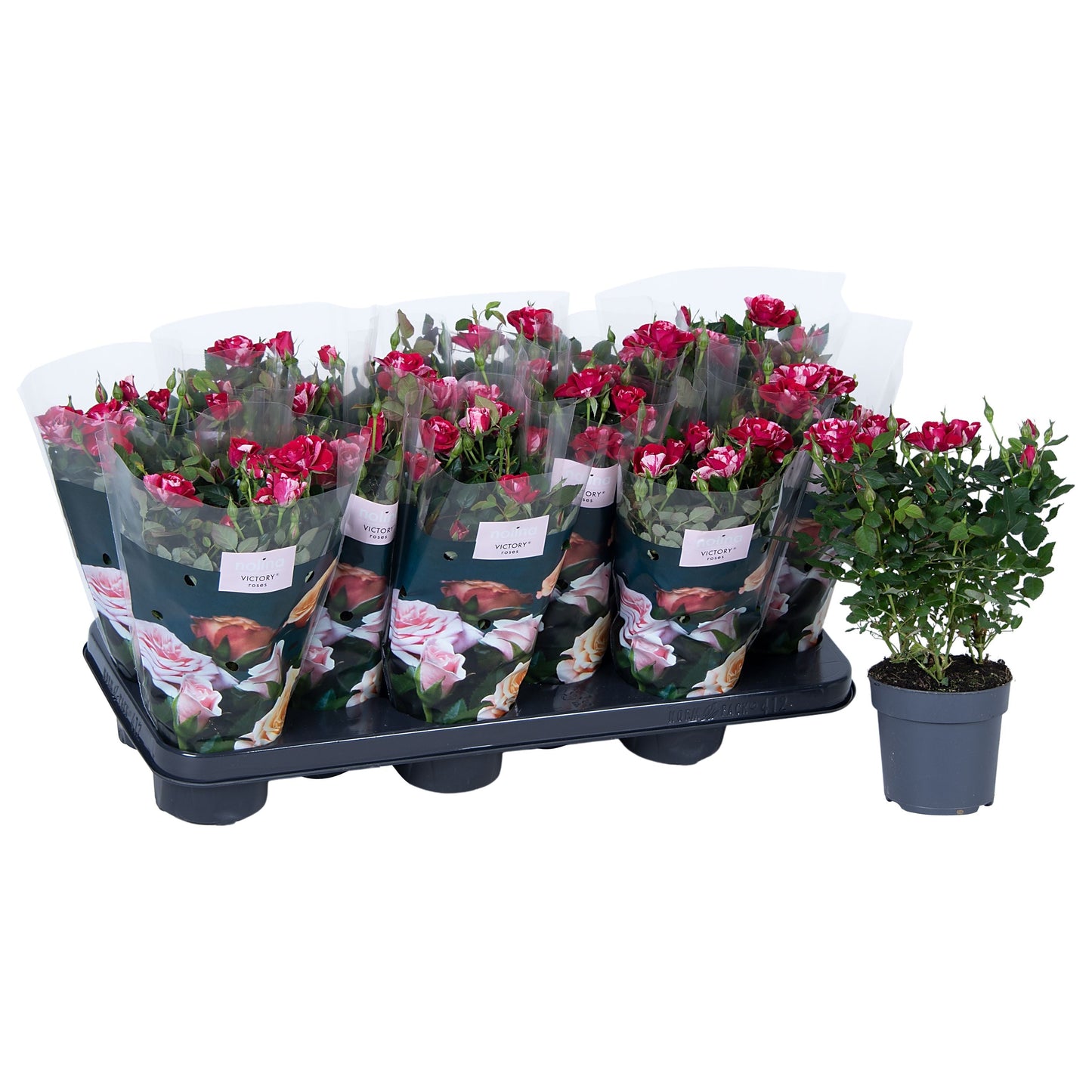 Rose Special Gigi