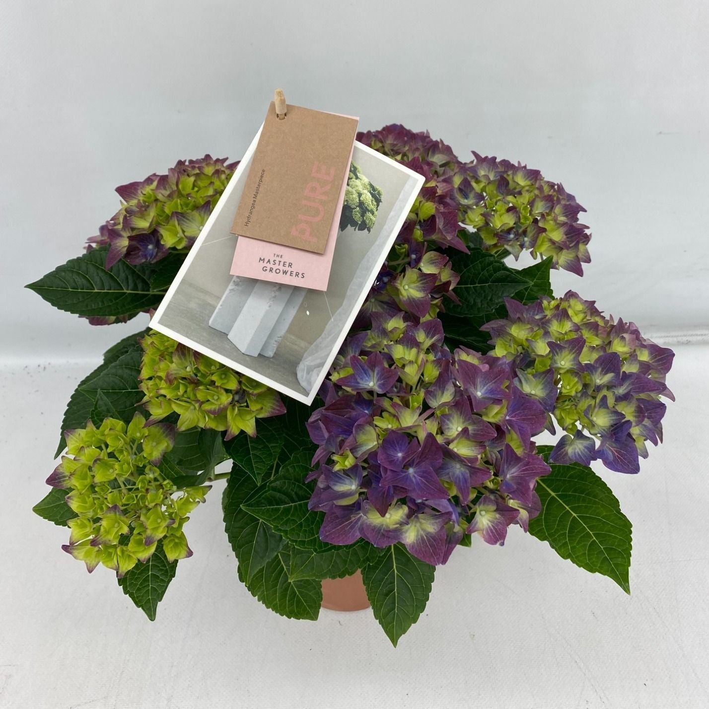 Hydrangea M High Ocean Blue 5+