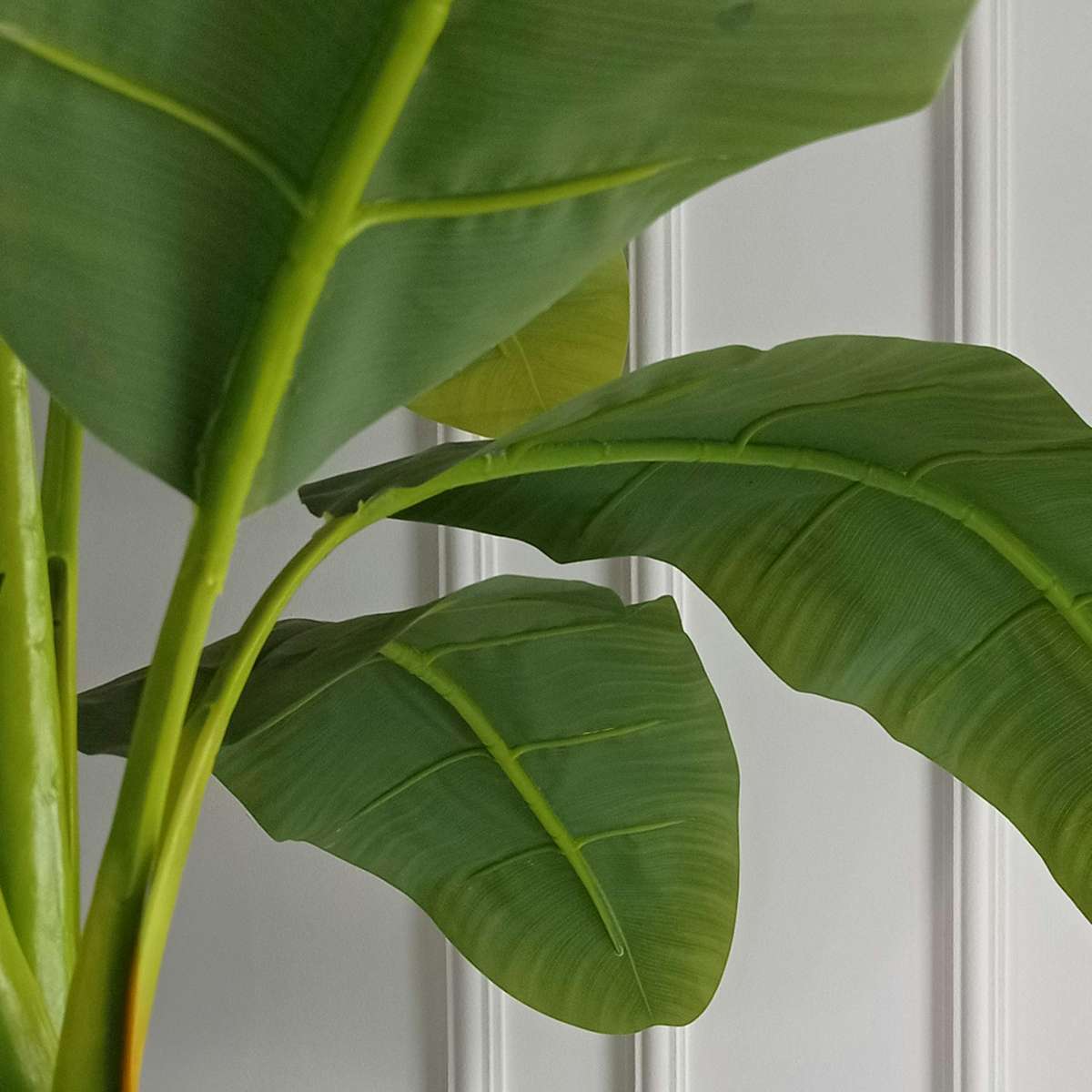 Hardy Banana - Musa basjoo - Height 55-70cm - ⌀21cm