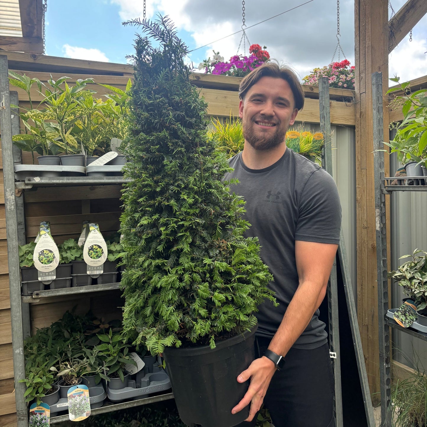 Yew Cone - Taxus Baccata Cone 5L / 7.5L / 10L