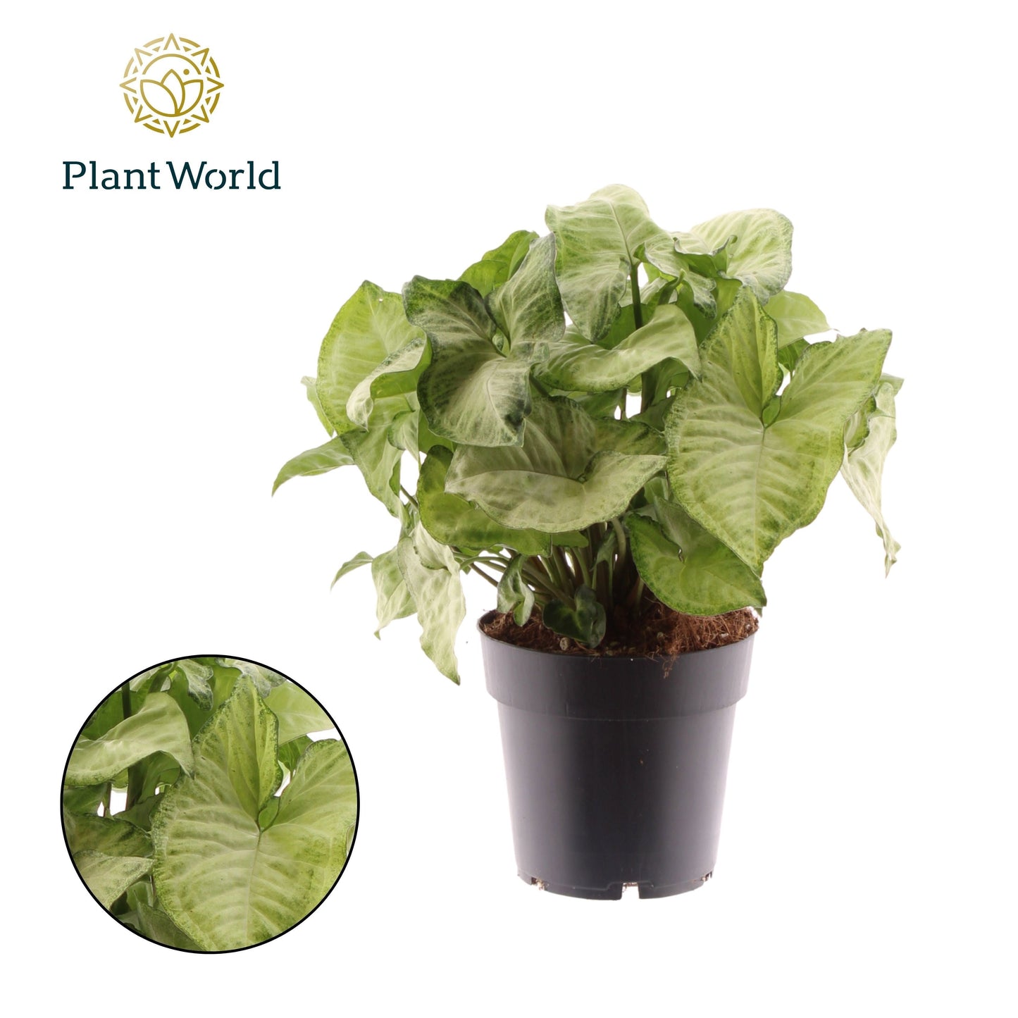 Syngonium White Butterfly