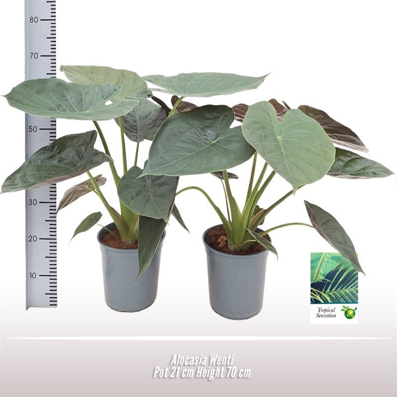 Alocasia Wenti
