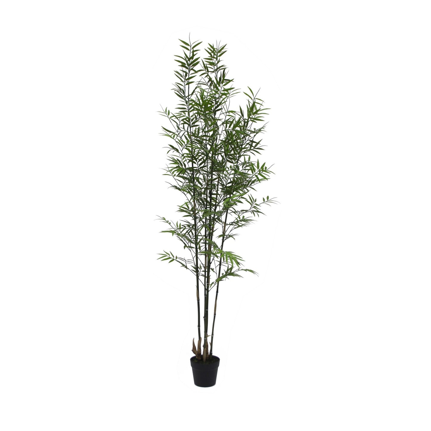UV Botanica Bamboo Plant (182cm)