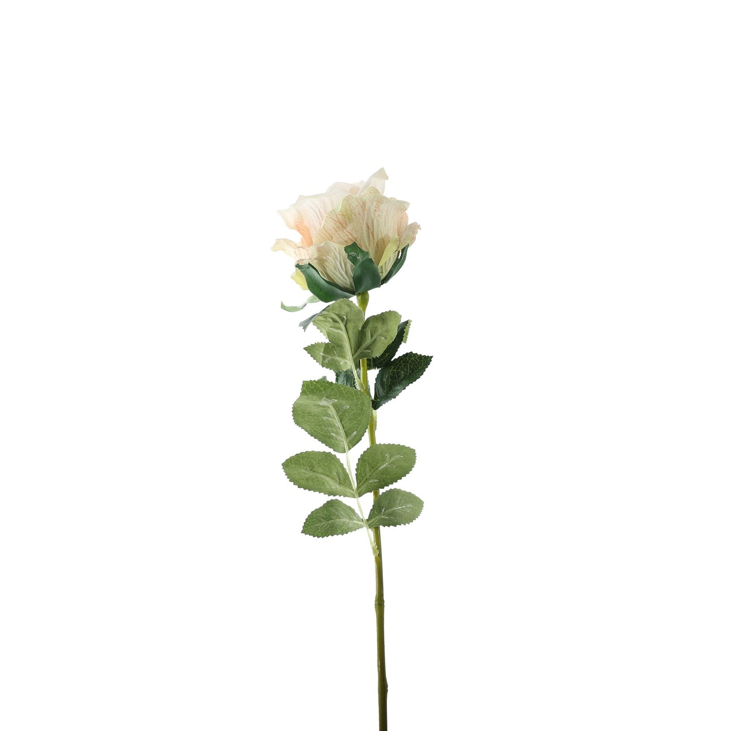 Essential Nude Garden Rose