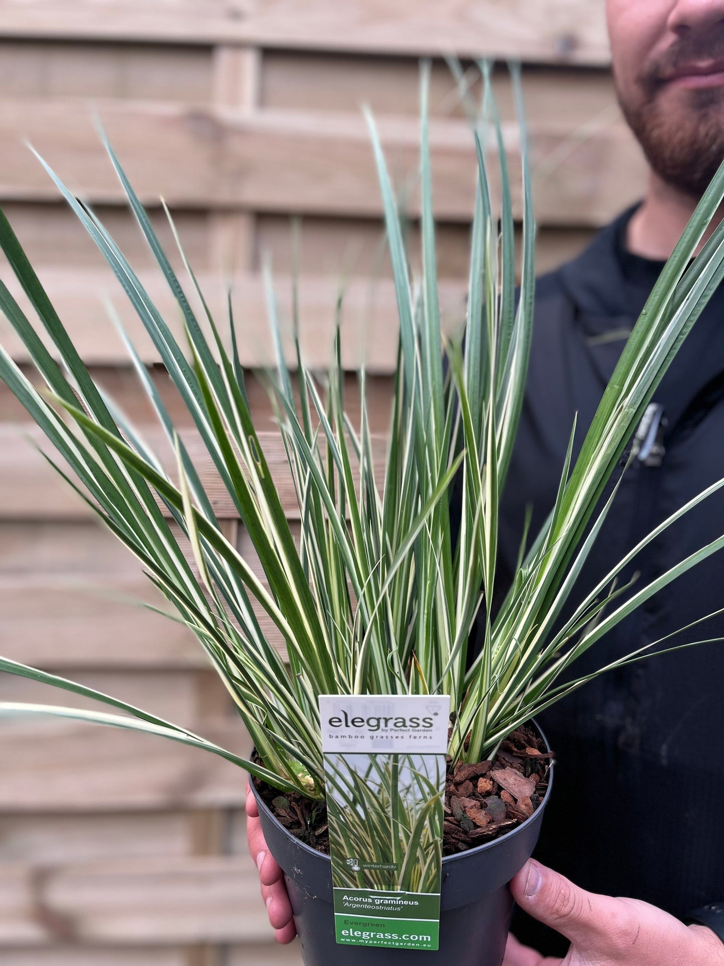 Acorus gramineus 'Argenteostriatus' 1.8L