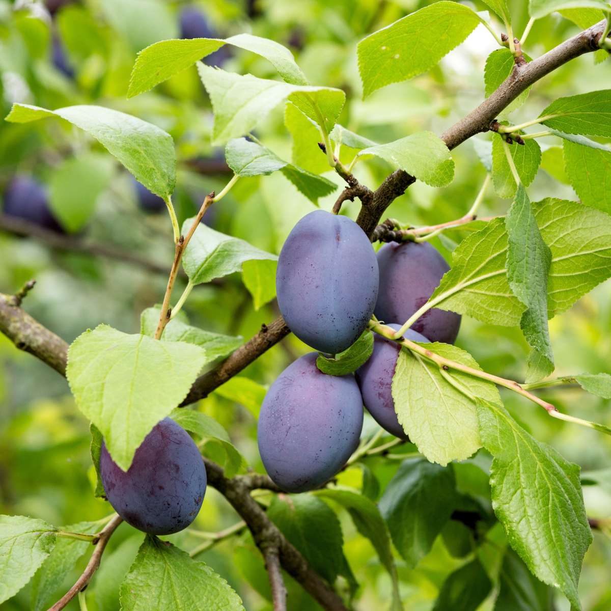 Plum Tree - Prunus domestica 'Opal' - Height 90-100cm - ⌀21cm