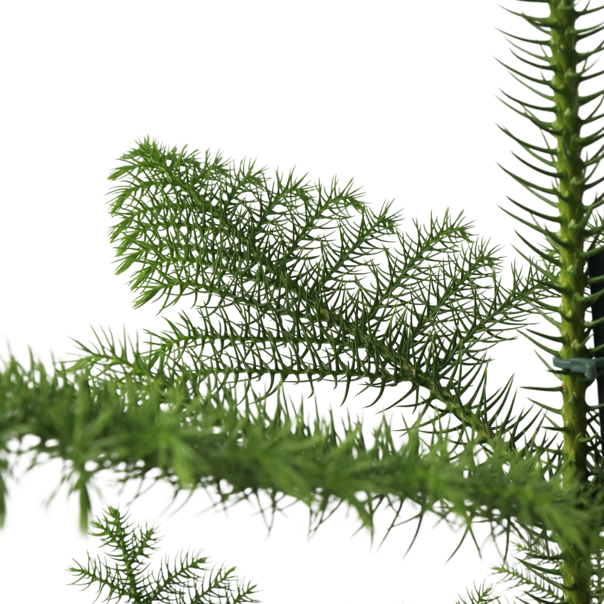 Norfolk Island Pine - Araucaria heterophylla - Height 70-80cm - ⌀21cm
