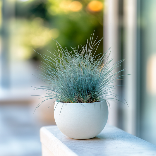 Blue fescue - 9 pcs. - Festuca glauca 'Elijah Blue' - Height 10-15cm - ⌀9cm
