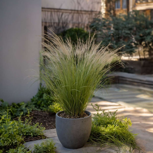 Mexican feather grass - 18 pcs - Stipa tenuifolia 'Pony Tails' - H20-30cm - ⌀9cm