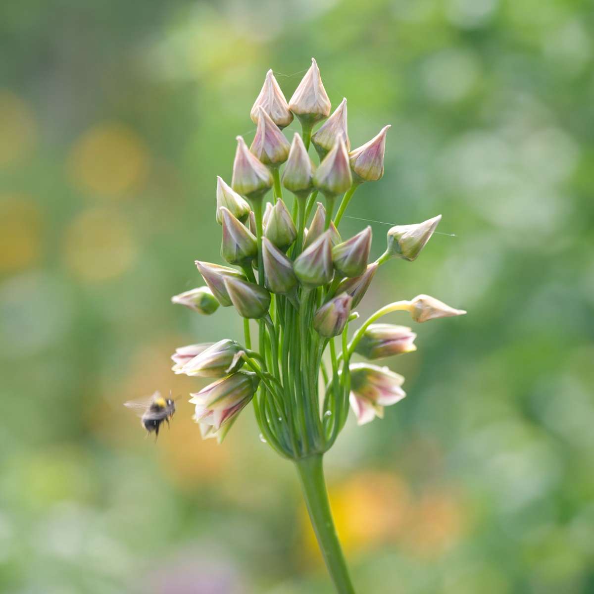 Ornamental onion - 30 pcs. - Allium 'Nectaroscordum' - Flower Bulbs - Pink