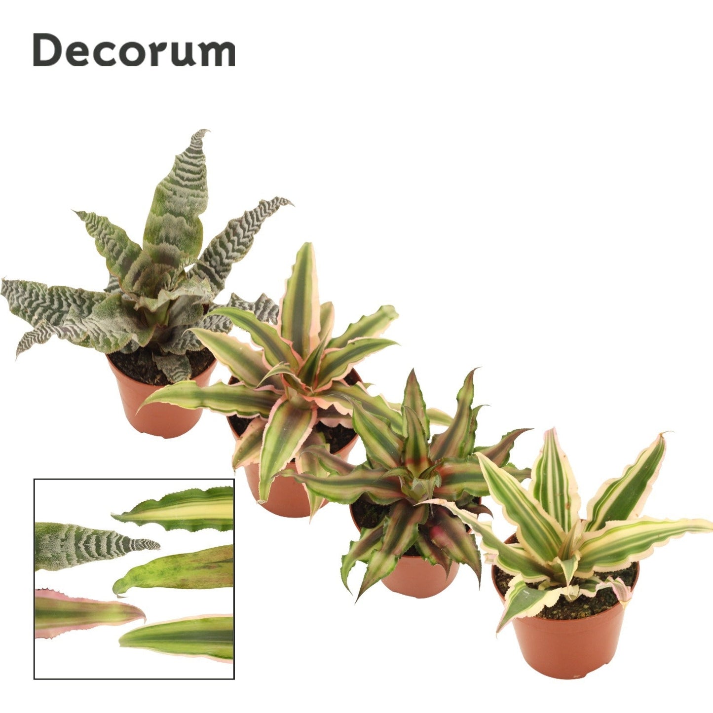 Cryptanthus Gemengd