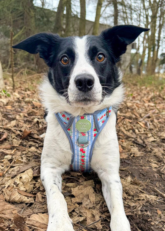 Eden's Orchard - Supaw Strong™ Dog Harness (XS-XL)