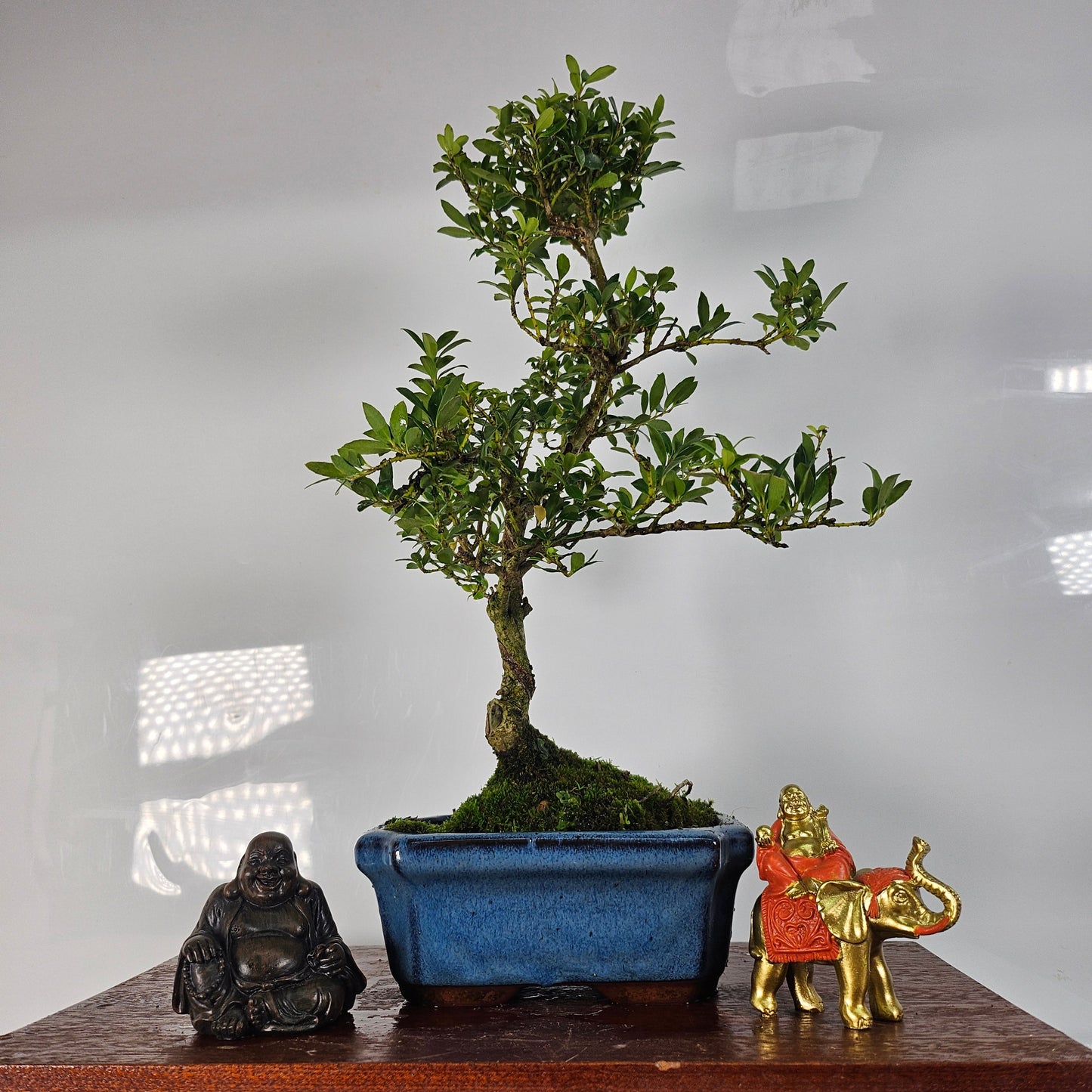 Clearance: Japanese Holly (Ilex Crenata) Bonsai Tree | Shaped | In 15cm Pot