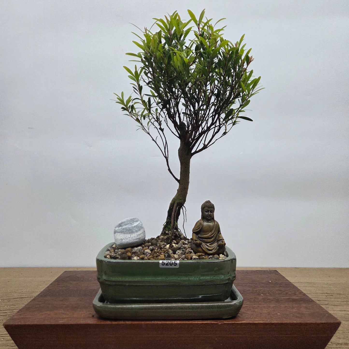 Brush Cherry (Syzygium) Premium Bonsai Tree Bundle | Broom | In 16cm Pot