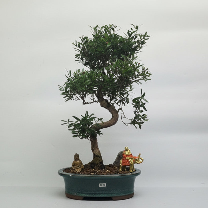 Brush Cherry (Syzygium) Premium Bonsai Tree Bundle | Shaped | In 26cm Pot