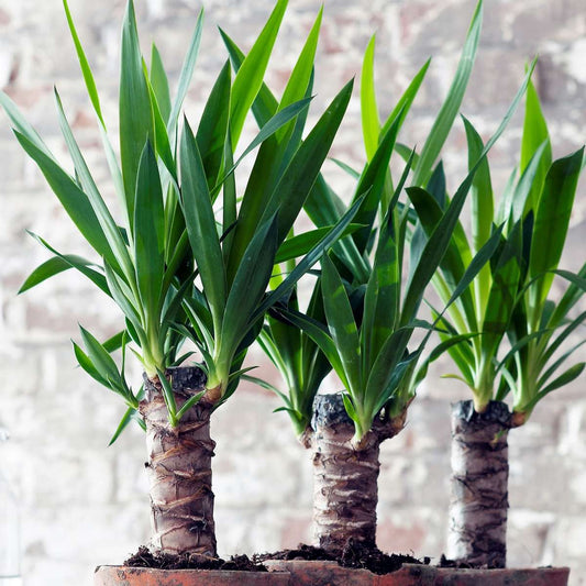 Common Yucca - 3 pcs. - Yucca elephantipes - Height 50-60cm - ⌀14cm