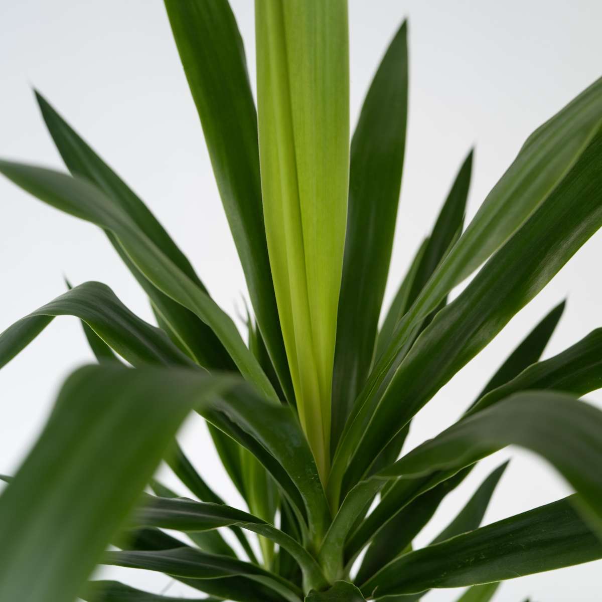 Common Yucca - 3 pcs. - Yucca elephantipes - Height 50-60cm - ⌀14cm