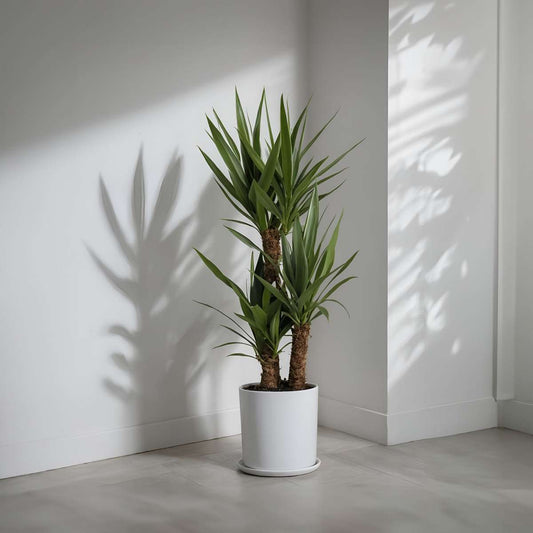 Common Yucca - 2 pcs. - Yucca elephantipes - Height 70-80cm - ⌀21cm
