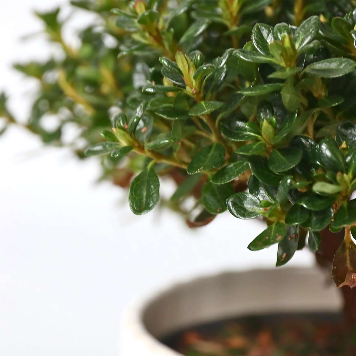 Azalea - 2 pcs. - Rhododendron azalea 'Anouk' - Height 25-40cm - ⌀17cm